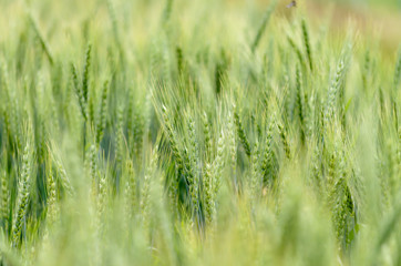 barley green color,barley in moning,beautyful barley