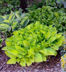 Green and Gold Variegated Hostas