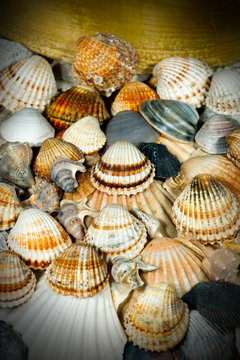 Seashells Background