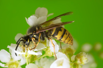 Common wasp, Vespa vulgaris on bird cherry