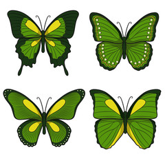 Set of green vector butterflies. Isolated objects on a white background 