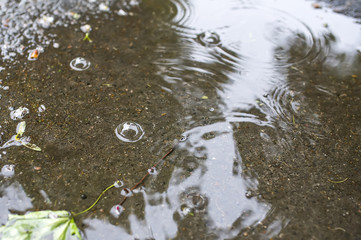 The maple leaf floats in a pool.