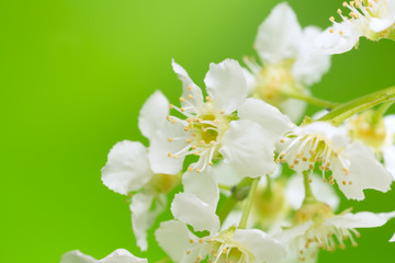 Blooming bird cherry, Prunus padus isolated on white background