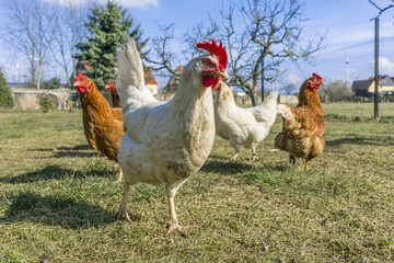 Freilaufende Hühner