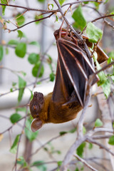 The Lesser short-nosed fruit bat (Cynopterus brachyotis). In the