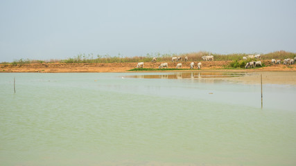 cows is drinking water in the summer river