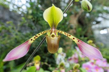 Paphiopedilum orchid flower