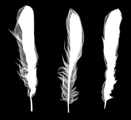 three white feathers set on black background