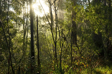 Sun shining through a misty, wet forest