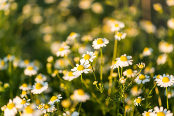 Medical daisy growing in the meadow