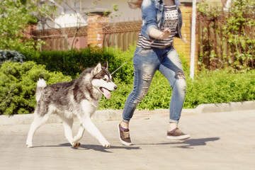 One Little cute puppy of Siberian husky dog outdoors © voltgroup