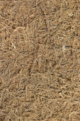 Background texture of red fir needles