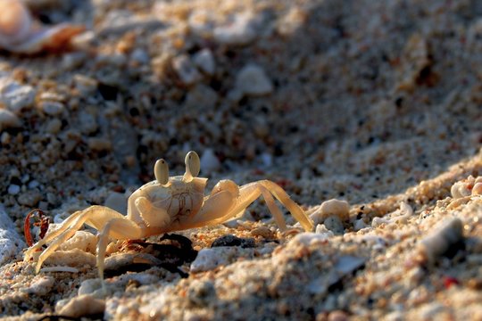 little white ghost crab on sand closeup shot