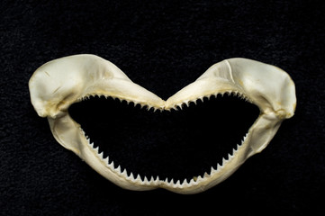 Naklejka premium Scary Shark Teeth