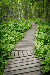 Obraz premium Summer Wooden Path