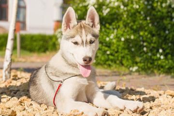 One Little cute puppy of Siberian husky dog outdoors