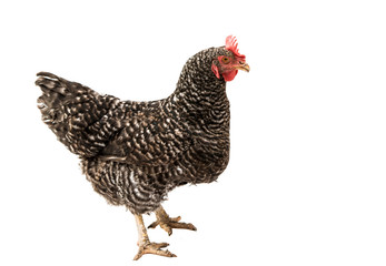 gray hen isolated