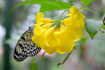 Idea stolli logani . Black and white butterly on yellow flower