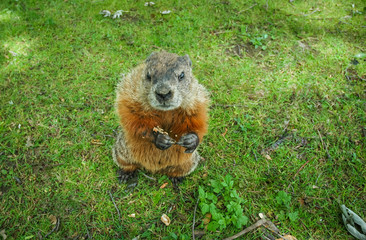 A marmot gopher stands up and appears to have expectations.  Funny photo of cross looking ground...