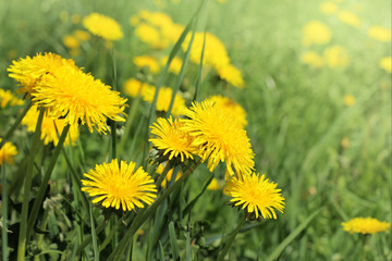  glade of yellow flowers / a lot of yellow dandelions grow on a green meadow
