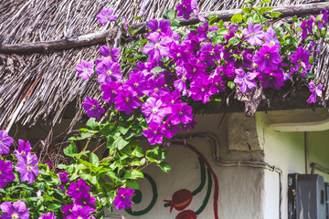 Fototapeta na wymiar Purple flowers on thatched roof of hut village