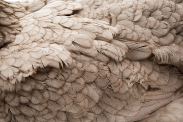 background feather rooster closeup
