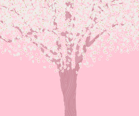 Full bloom Sakura tree