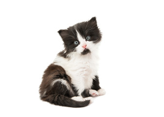 black and white kitten