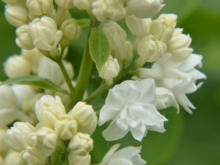 Weißer Flieder blüht auf - Fliederblüte makro