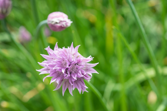 Schnittknoblauch Bl&uuml;te violett weiss