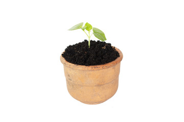 The Small potted trees, isolate, white background;