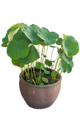 lotus pond in a pot