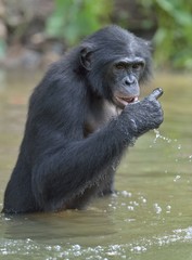 Naklejka premium Bonobo standing in water looks for the fruit which fell in water. Bonobo ( Pan paniscus ).