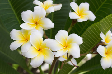 The beauty of nature, White of Plumeria