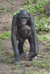 Mother and Cub of chimpanzee Bonobo. Bonobo female  with a cub.  The Bonobo ( Pan paniscus).