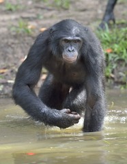  Bonobo standing in water looks for the fruit which fell in water. Bonobo ( Pan paniscus ).