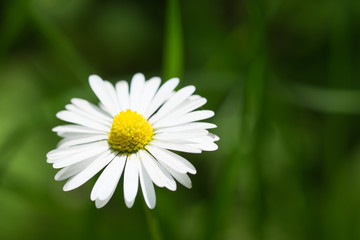 Fototapeta premium gänseblümchen Freigestellt in der wiese