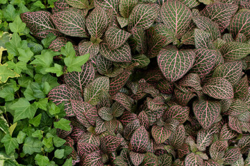 Fototapeta premium fittonia nerve plant leaves