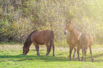 Fototapeta premium Horses in mountain ranch