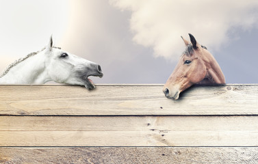 Obraz premium Dwa konie za drewnianą ścianą