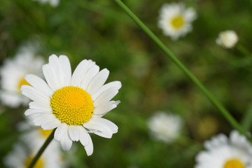 Obraz premium gänseblümchen Freigestellt in der wiese