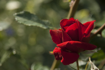 Single red rose in garden, lit by sun