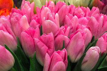 Obraz premium Tulip. Color tulips, bouquet of tulips, beautiful tulips.