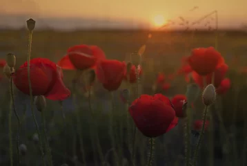 Papier Peint photo Lavable Coquelicots Fleur de pavot rouge au coucher du soleil