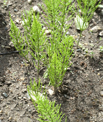 Ackerschachtelhalm; Equisetum; arvense