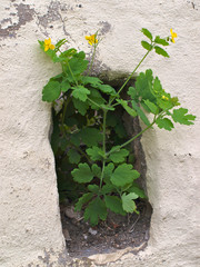 Urban Nature - Mauerblümchen