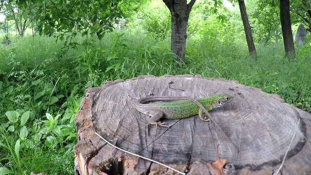 In summer, lizard in the grass. Hungry Ukrainian iguana hunting.