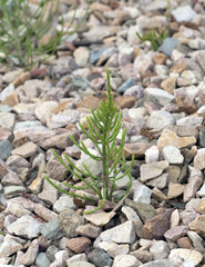 Ackerschachtelhalm; Equisetum; arvense