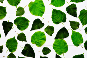 Fototapeta premium Leaf background. A variety of tree leaves on the wooden background whiteboard