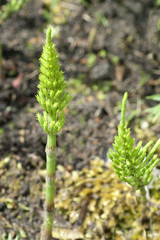 Ackerschachtelhalm; Equisetum; arvense
